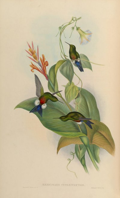 Eriocnemis cupreoventris - John Gould